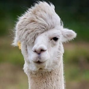 Meet your Posher, Herp